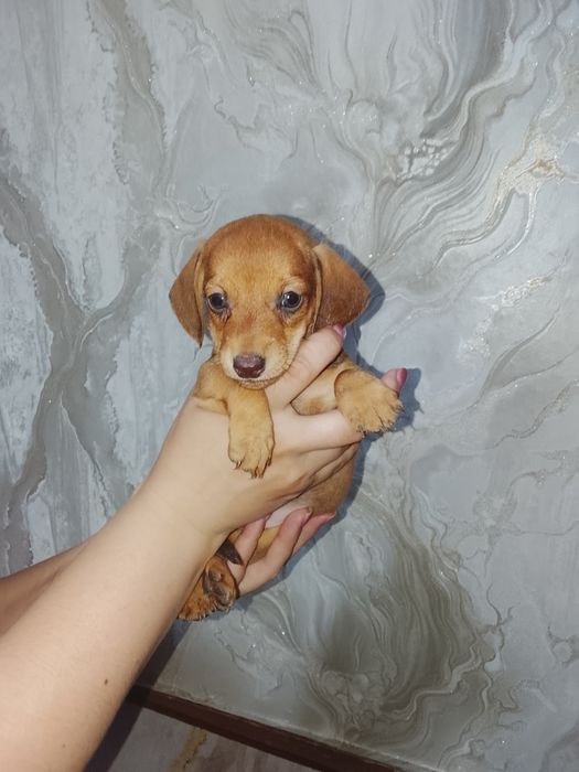 Продам щенков таксы