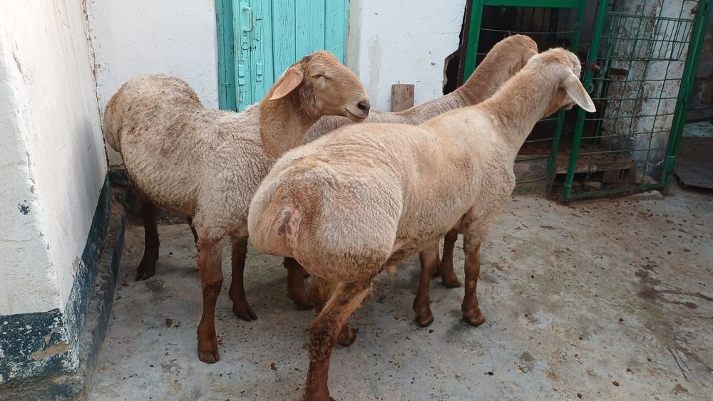 Qochqorlar sotiladii