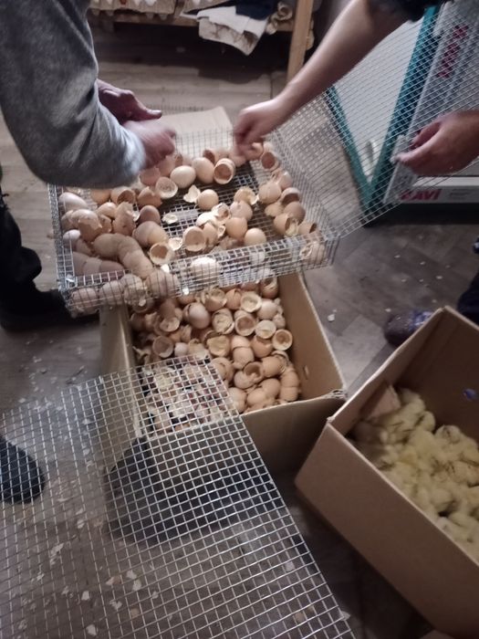 Продам бройлер суточные