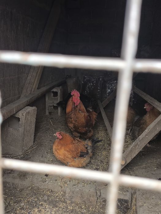 Продам Кучинского петуха