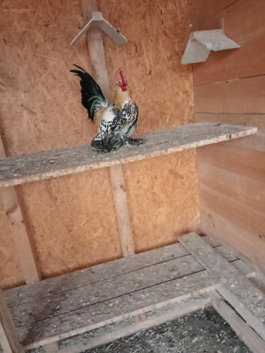 Pitici mi de flori Lemon!