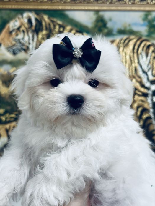 Очаровательный мальчишечка мальтезе