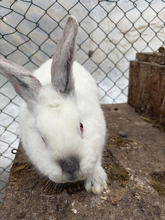 Продавам мъжки заек и женски заек
