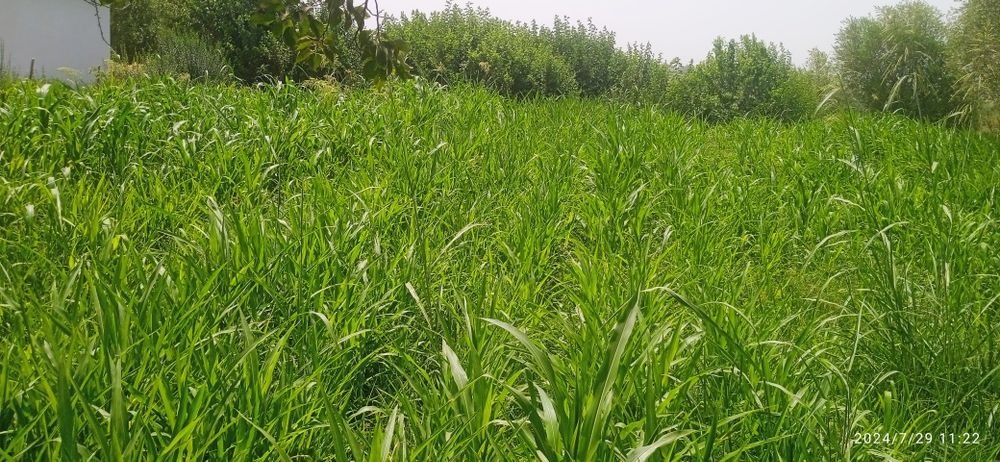 5 soʻtq Yer sotiladi manzil Termiz tumani mustaqillik masalasi