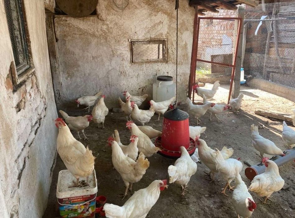 Легхорн и Лавандула , Ломан Браун , Араукана, Австралоп! -гр.Плевен