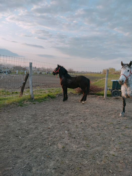 Vând iapă gestantă cu mânz