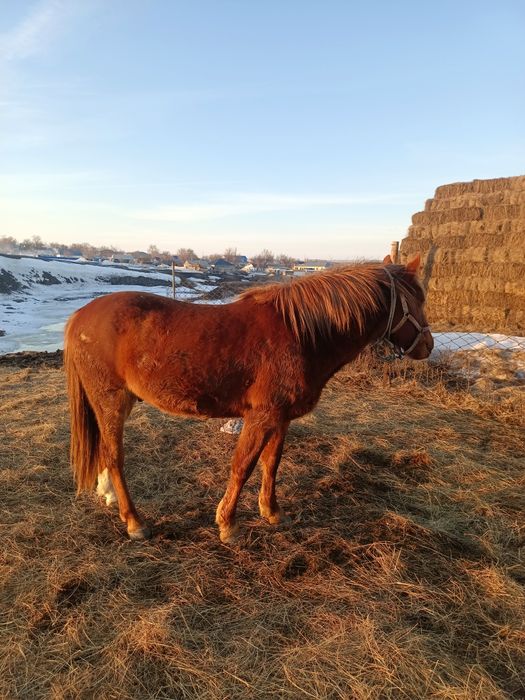 Айғыр сатылады 23 жылғы