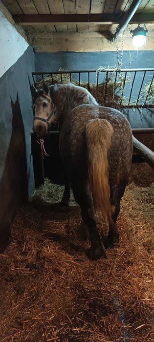 Vând iapă pentru pretențioși 6pe 7 ani