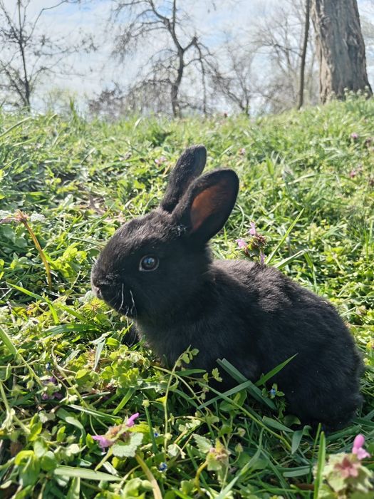 Vând iepuri Uriaș Belgian ,Californian Diferite Rase