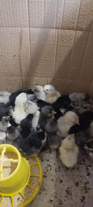 Pui australorp, pui țară