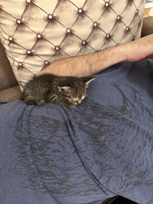 Отдам хорошие руки