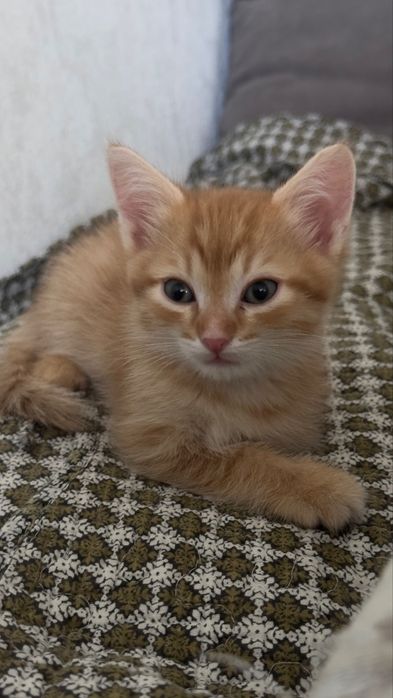 Отдам в добрые руки . Костанай