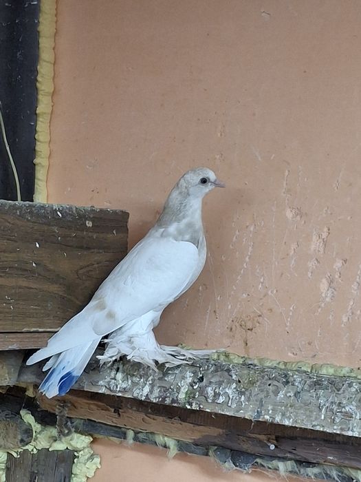 Продам голубей тасманы