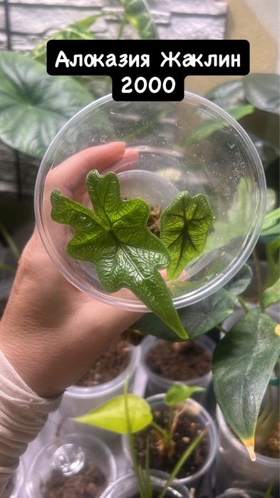 Детки алоказий в продаже