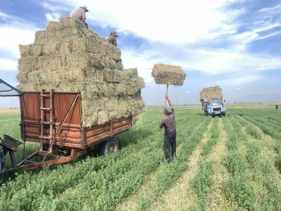 Продаеться люцерна в тюках