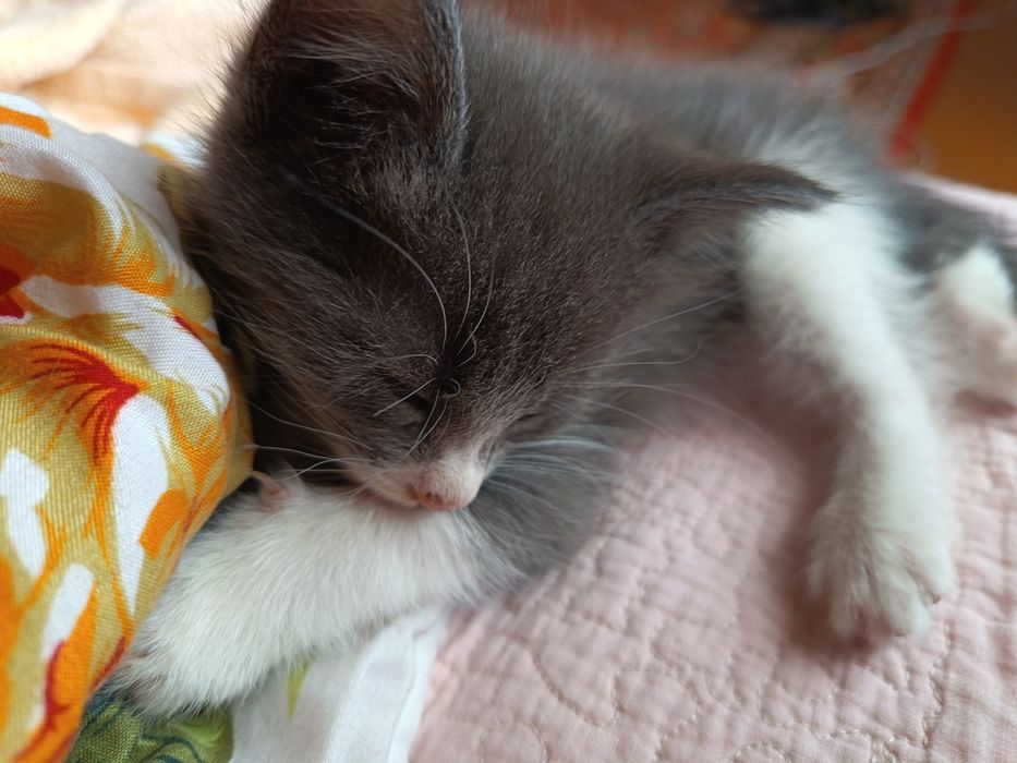 Длинношерстные котята