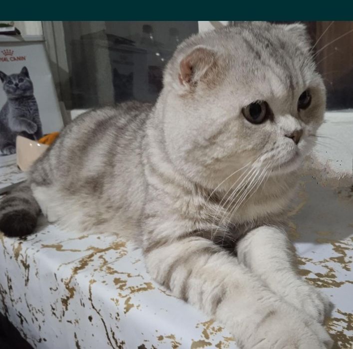 Скоттиш фолд. Вязка