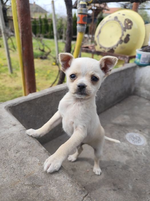 Продавам мъжки Пинчер