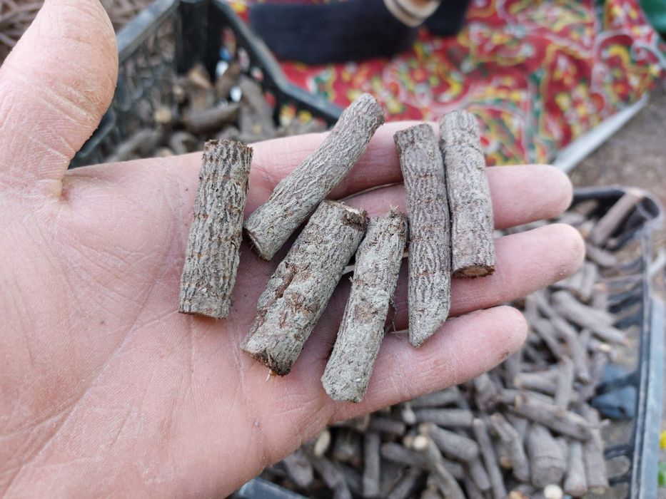 Павловния илдиз каламчалари сотилади