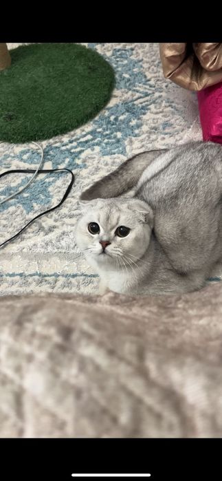 Отдам в добрые руки