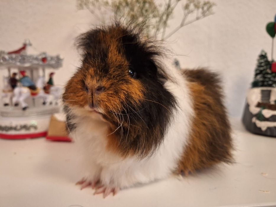 Porcusor de Guineea rasa Teddy Elvetian varsta 4 saptamani baiat