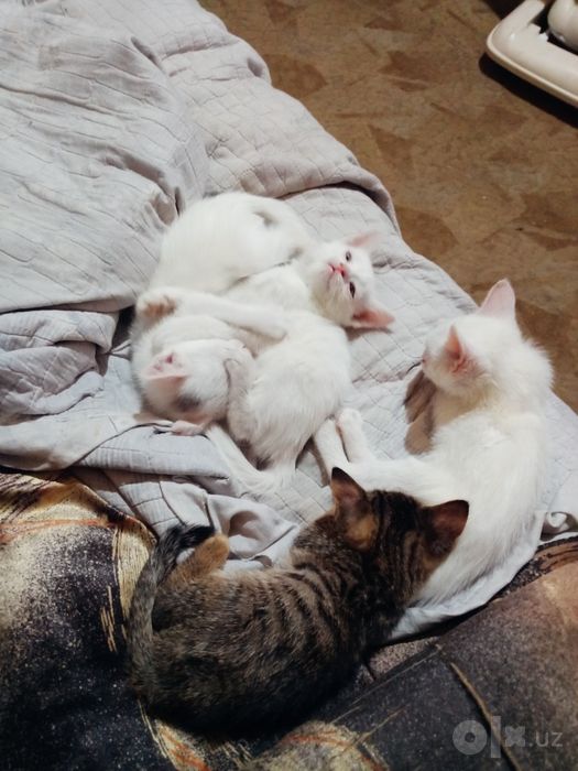 Котята наполовину вислоушки
