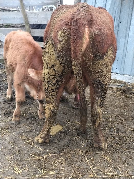 De vanzare vaca cu tăuraș și încă două vaci cu lapte