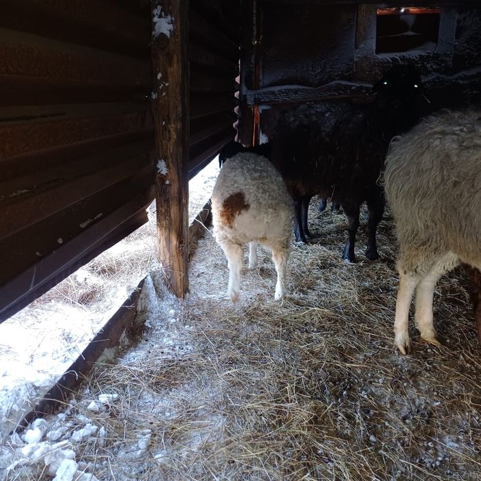 Продам молодых баранов.