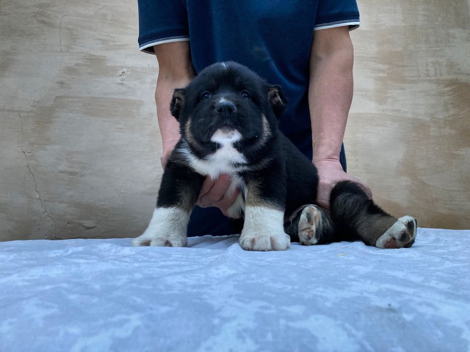 Щенок Кафказского Алабая ( Чистокровный )