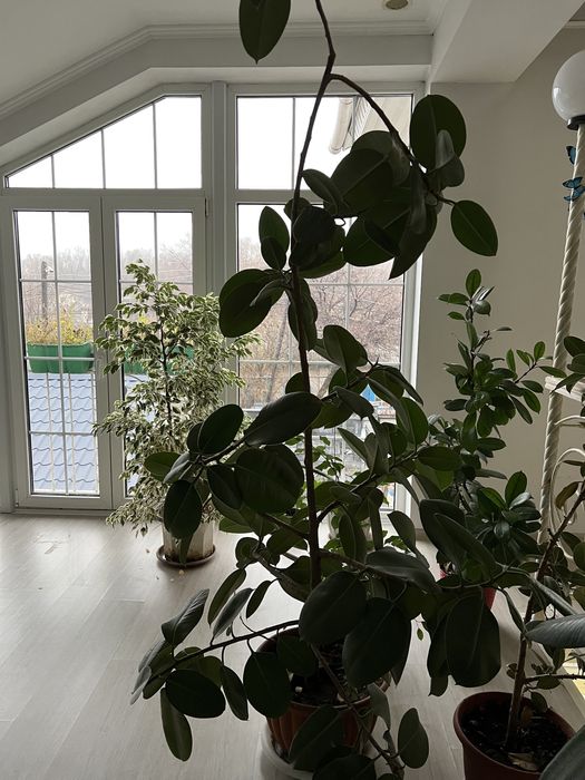 Цветы комнатные