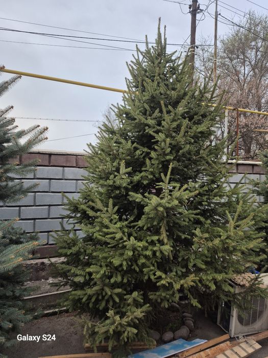 Продаются   елки