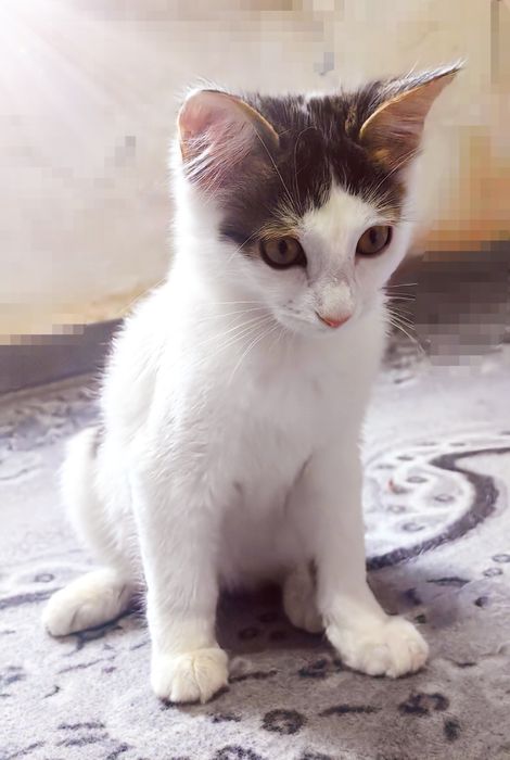 Oq mushuk. Hadya qilinadi