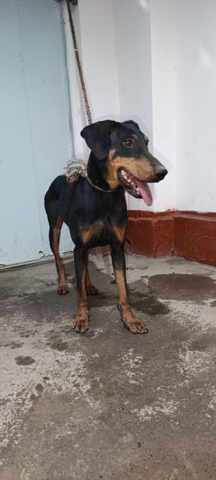 Doberman qiz 6 oylik Tozza qon