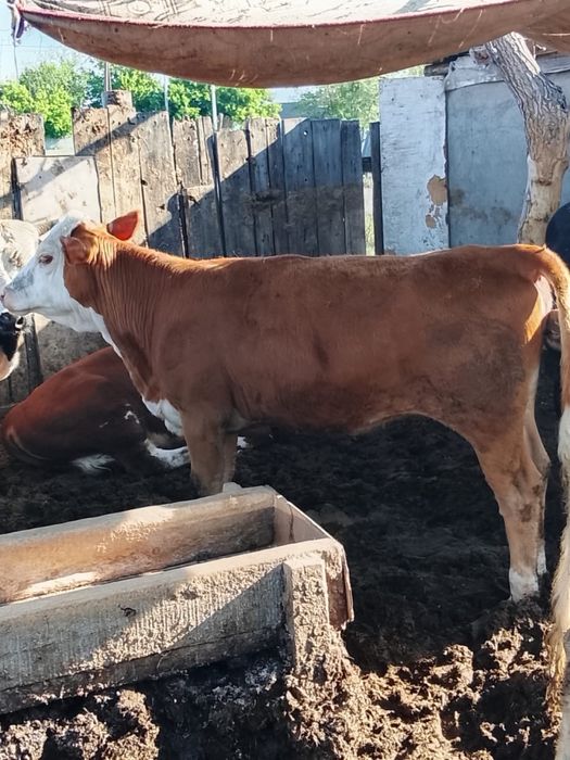 Продам телок аулие кол