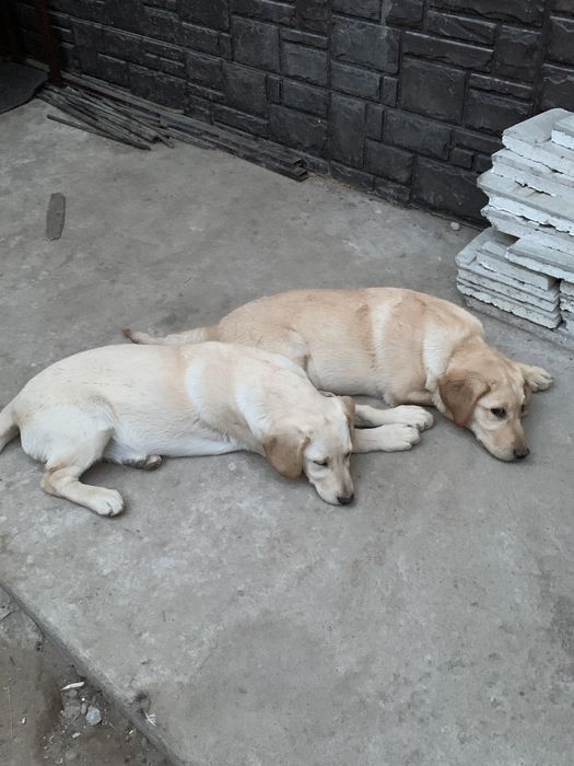 Продам лабрадоры