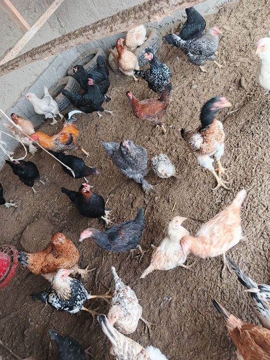 Прадаётся куритсы