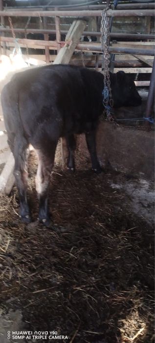 De vanzare doua vitele