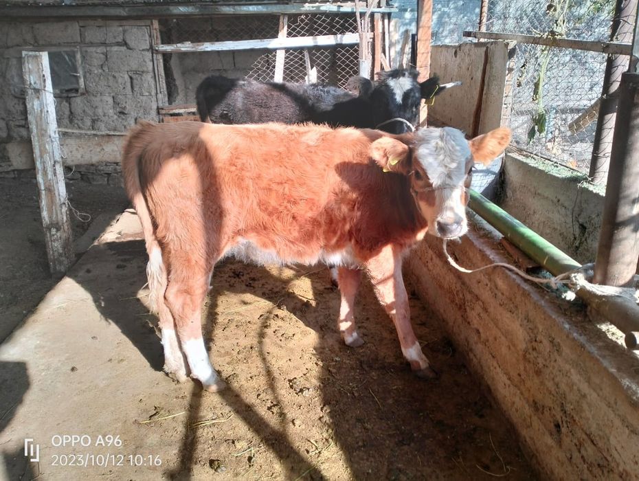 Таналар сатылады 120000