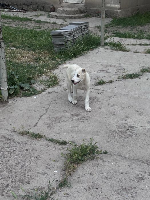 Продам щенка алабай