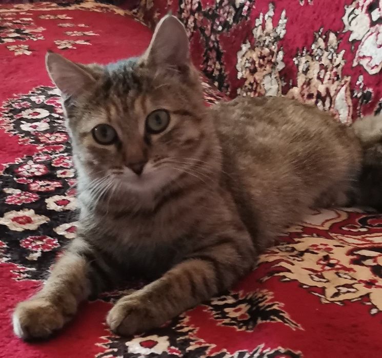 Котенок в добрые руки