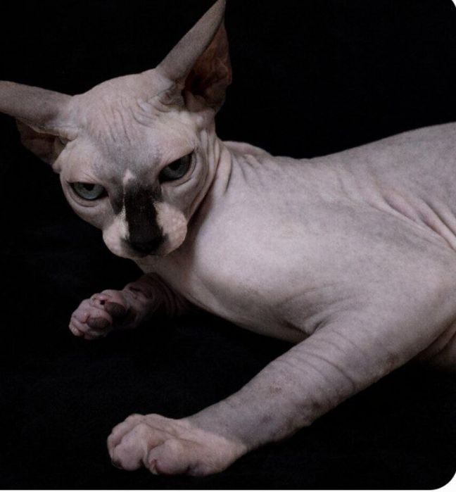 Продаётся свинкс эльф