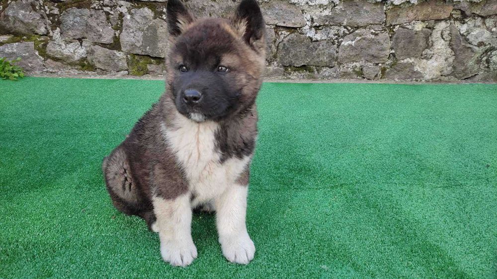 Американска акита