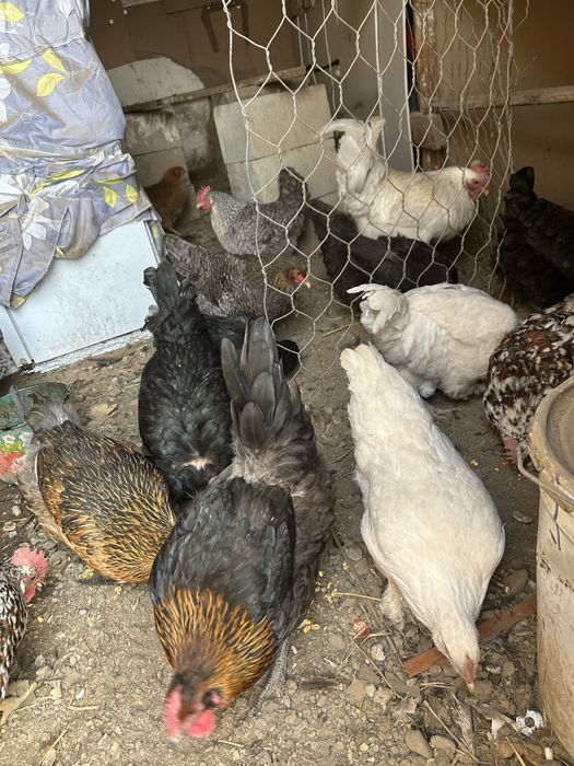 Продам кур молодки