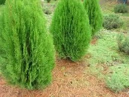 Арчалар хлма хил турдаги