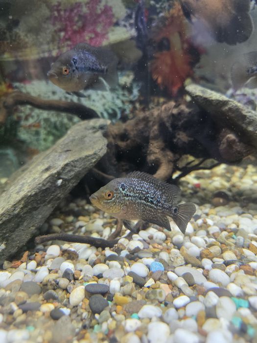 Продам рыбок фловер хорн