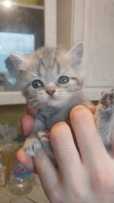 Продам катенка британец