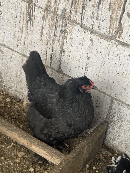 Oua incubat gaini de rasa