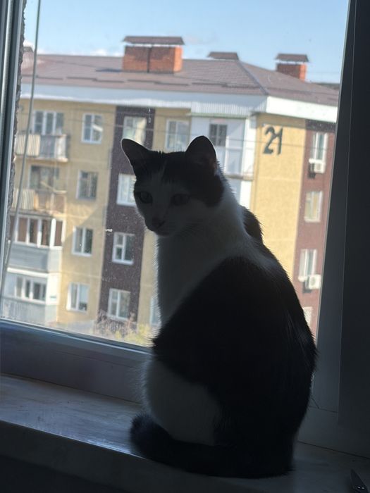 отдам кота в добрые руки