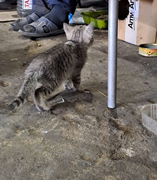 Отдам котят бесплатно