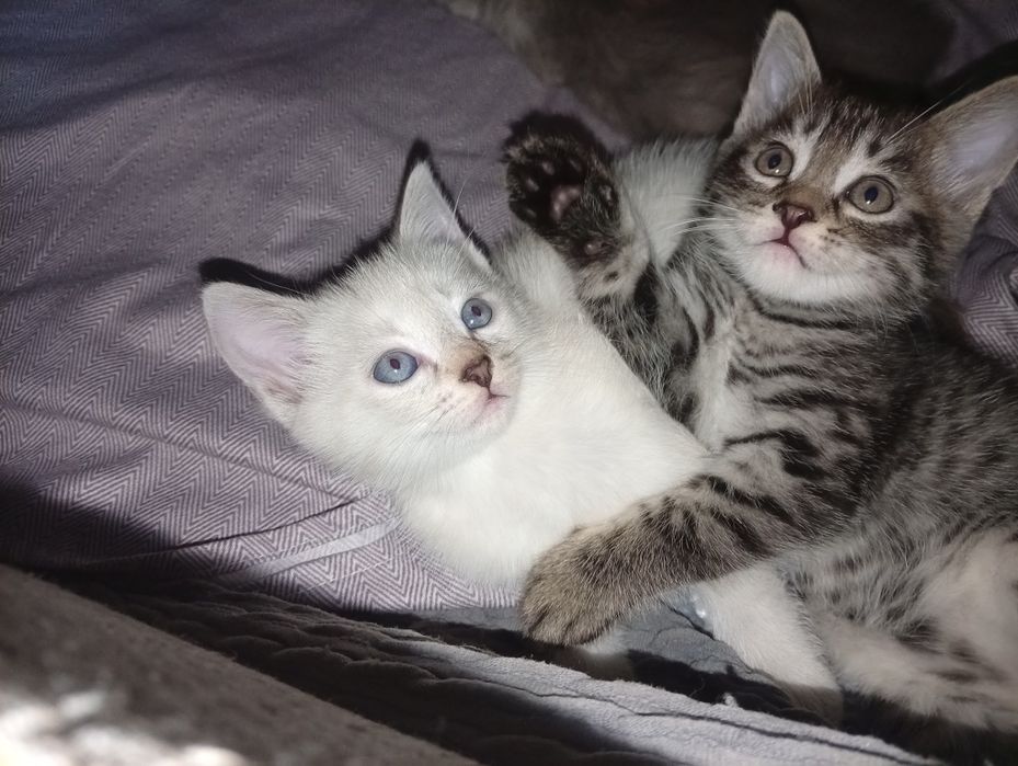 Отдам котят в добрые руки